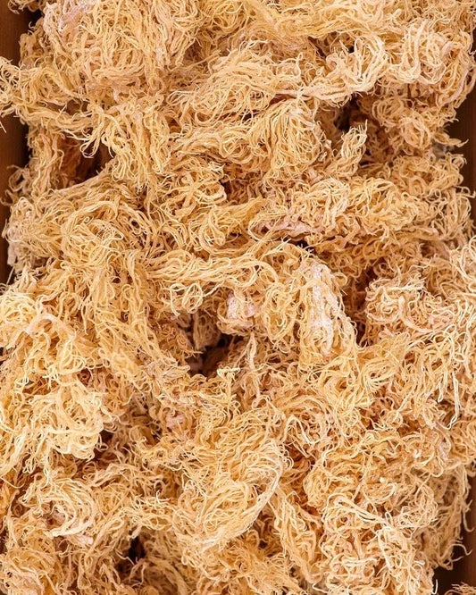 WILDCRAFT SUNDRIED SEAMOSS